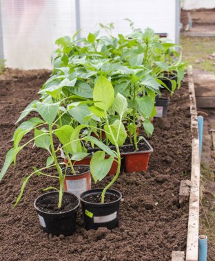 Tencere fide pişmiş.