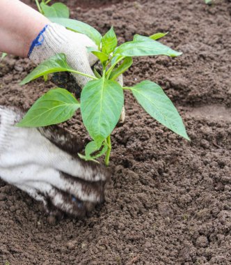 Dolum bitki kökleri.