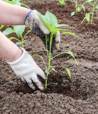 Yatak takımları ile bitki koruma.