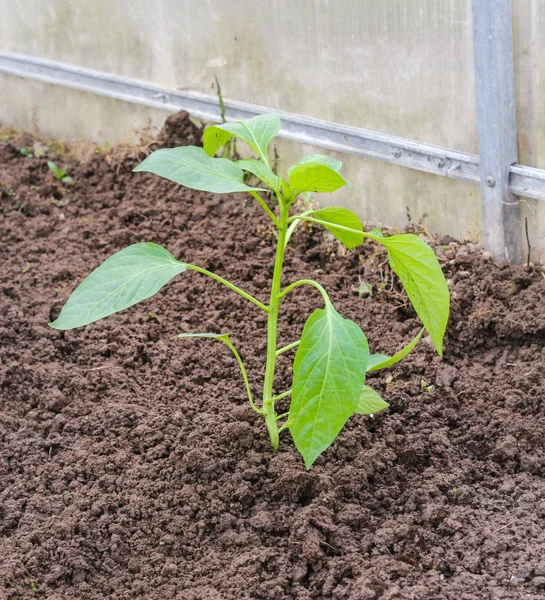 Plántulas plantadas en el suelo . — Foto de Stock