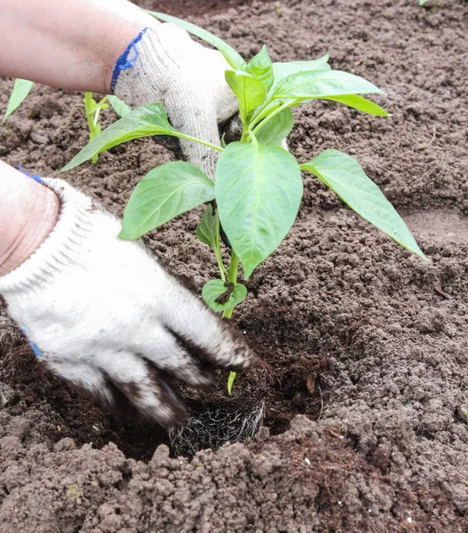 Biancheria da letto intorno alle radici della terra . — Foto Stock