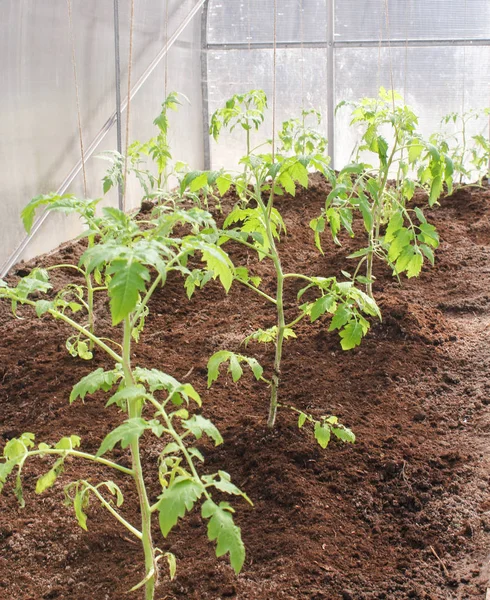 Tomato seedlings are planted in the greenhouse. — Stock Photo, Image