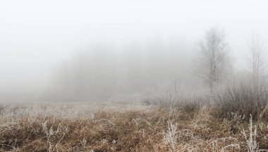 Sisin içindeki orman.