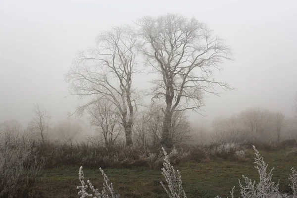 Tree in the frosty fog. — Stock Photo, Image