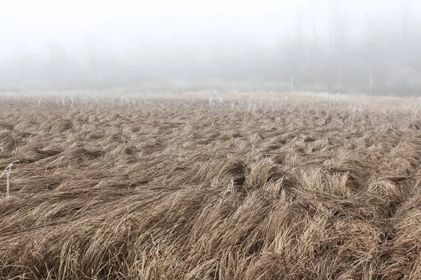 Nevoeiro no campo com grama murcha — Fotografia de Stock