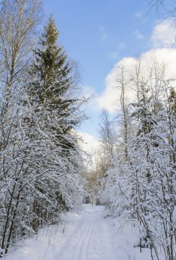 Beyaz orman içinde Kayak parça.