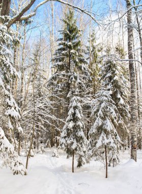 Yeşil çam ağaçları içinde belgili tanımlık kar.