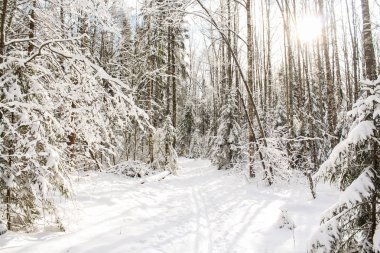 Güneşli bir gün ormanda.