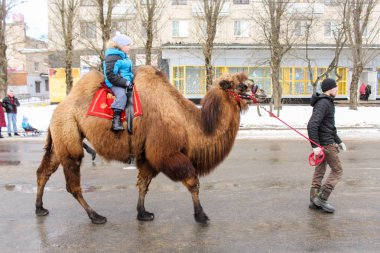 Bir çocuk bir deve üzerinde.