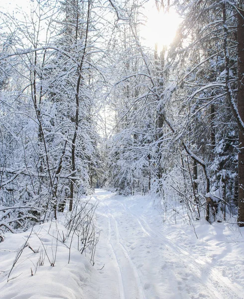 Sonniger Tag im weißen Wald. — Stockfoto