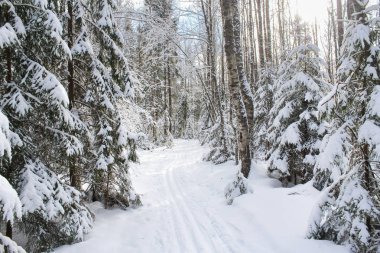 Kayak parça karlı köknar ağaçları arasında.