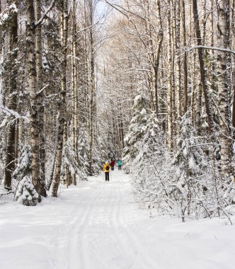 kayakçı kış orman.
