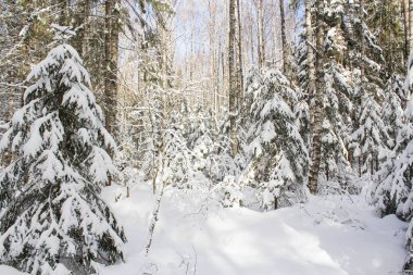 Kış ormanında güneşli bir gün.