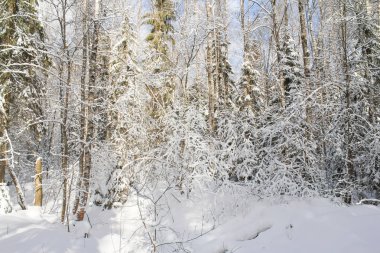 Vahşi karlı orman.