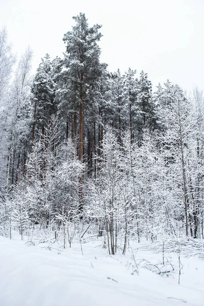 Gli alberi scuri nella foresta invernale . — Foto Stock