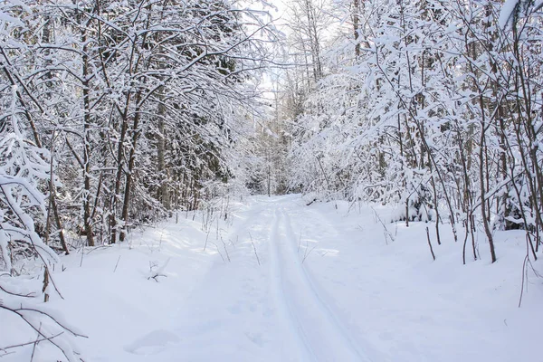 Pista da sci nella foresta invernale. — Foto Stock