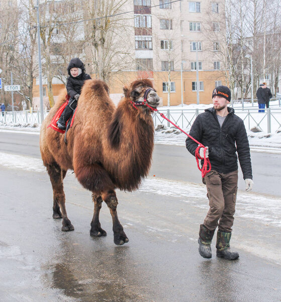 A man leading a camel.