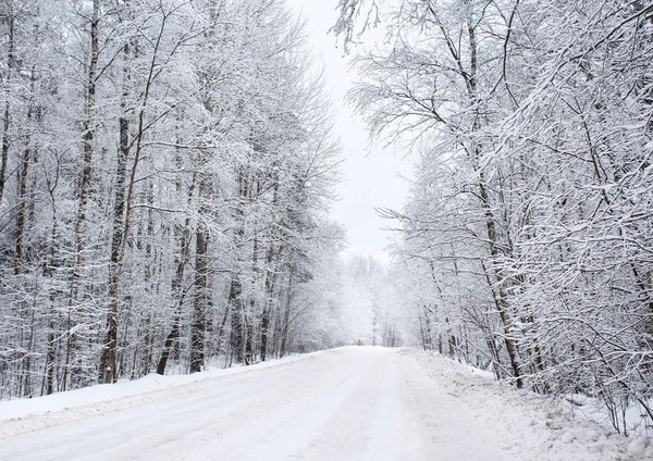 Bosco invernale lungo la strada . — Foto Stock