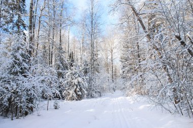 Beyaz kış orman ağaçlarında.