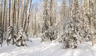 Güneşli bir gün ormanda.