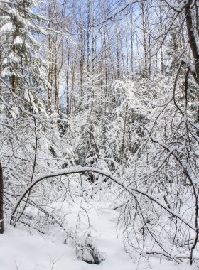 Beyaz karlı orman.