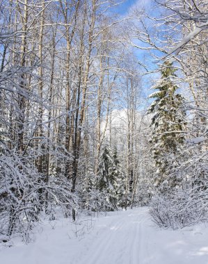 Ormandaki çıplak kış ağaçlar.