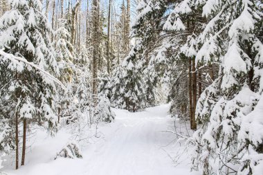 Ağaç dalları üzerinde kar.