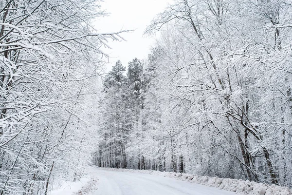 Rami di albero bianchi . — Foto Stock