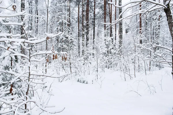 Neve nos ramos das plantas . — Fotografia de Stock