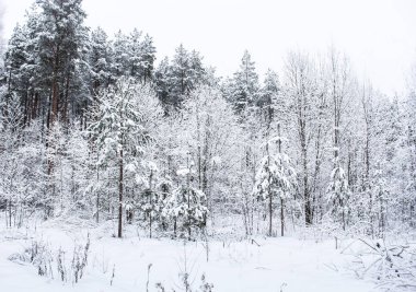 Beyaz kış orman.
