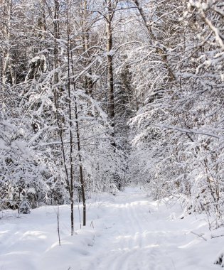 Beyaz karlı dalları.