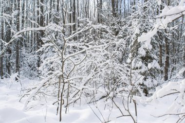 Kar altında ince dalları.