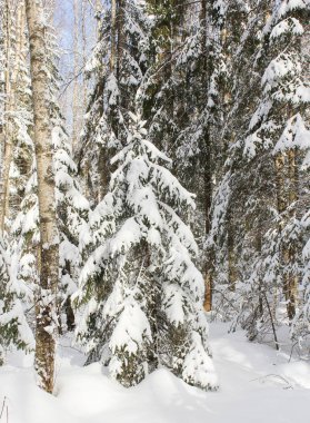 karlı çam dalları.