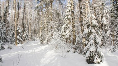 Kayak parça ormanda güneş tarafından aydınlatılmış.