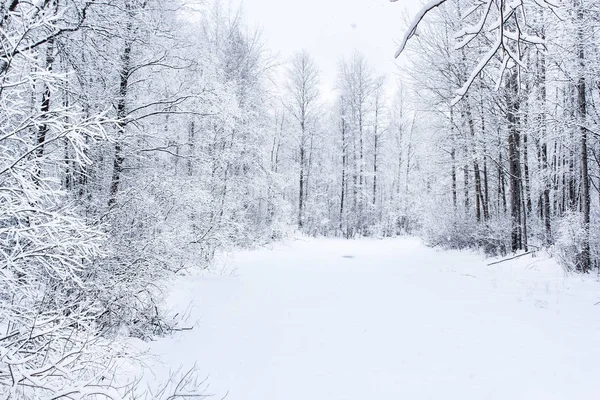 Forest River sob a neve . — Fotografia de Stock