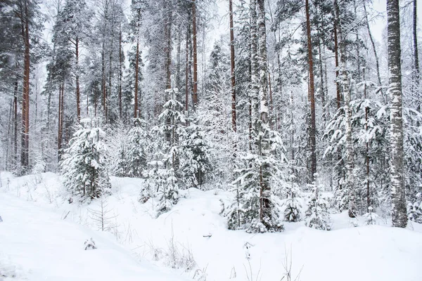 Foresta di conifere inverno . — Foto Stock