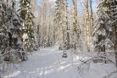 Kayak parça karlı ormanı.