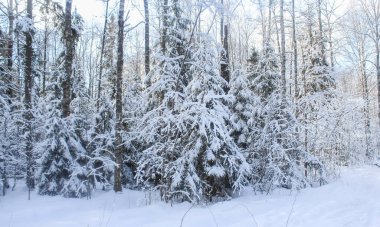Kış ormanda Noel ağacı.