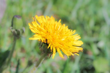 Sarı karahindiba çiçeği.