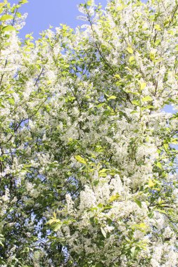 Beyaz kiraz dallarında.