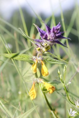Parlak alan çiçek.