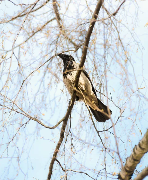 Um corvo com um galho no bico . — Fotografia de Stock