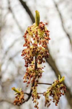 Tohumlar üzerinde bir şube.