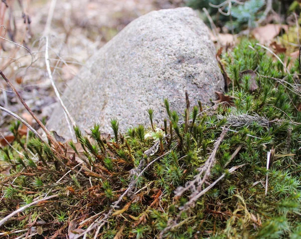 Green shoots near the stone. — Stock Photo, Image