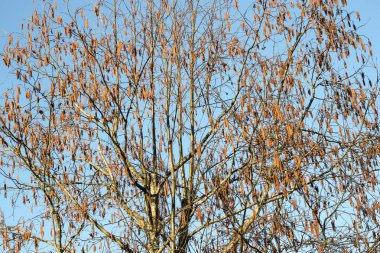 Alders çıplak ağaca.