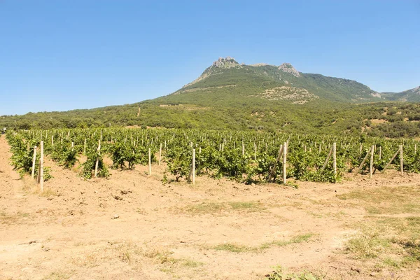 Vigneti al sole . — Foto Stock