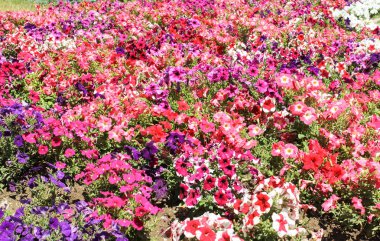 Parlak renkli Petunya.