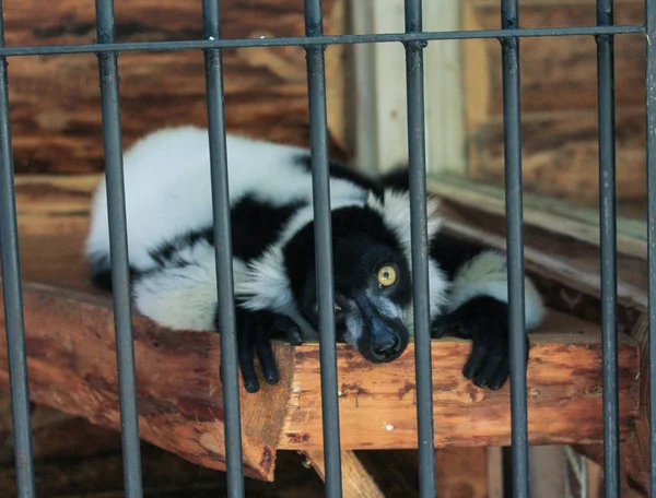 Hayvan muhafaza içinde yatıyor.