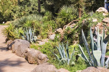 Yuki ve mavi agav bırakır.