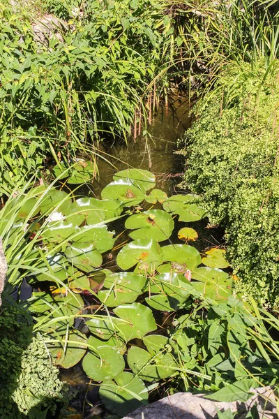 Bir rezervuar kurbağa.